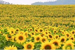 Cánh đồng hoa hướng dương ở Nghệ An là điểm check-in nổi bật, thu hút đông đảo du khách, nhiếp ảnh gia và những người yêu thiên nhiên từ khắp nơi đổ về. 