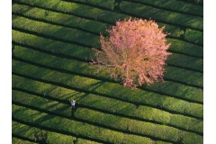 Những ngày đầu năm 2026, Đà Lạt khoác lên mình vẻ đẹp rực rỡ khi hoa mai anh đào bắt đầu nở rộ, báo hiệu mùa xuân đã về trên cao nguyên. Đây là thời điểm được nhiều du khách mong chờ để chiêm ngưỡng loài hoa đặc trưng chỉ nở một lần trong năm.