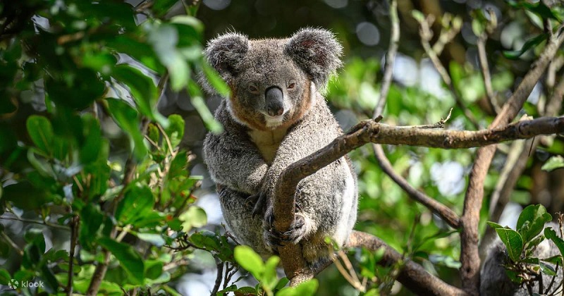 Featherdale Sydney Wildlife Park