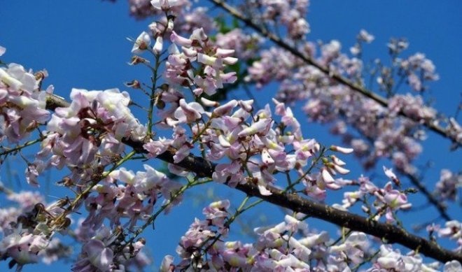 Hoa-do-mai-o-vung-tau-02