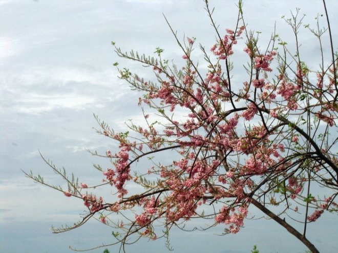 Hoa-do-mai-o-vung-tau-04(1)