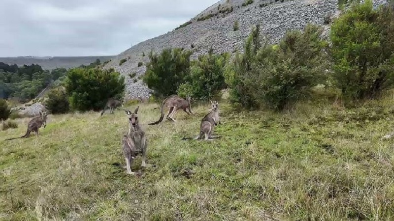Kangaroo Viewing Trail Australia