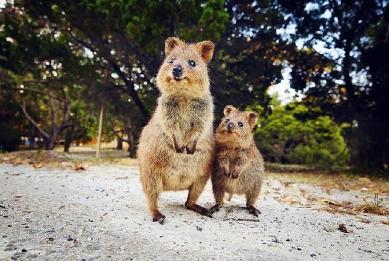 Rottnest Island, Australia