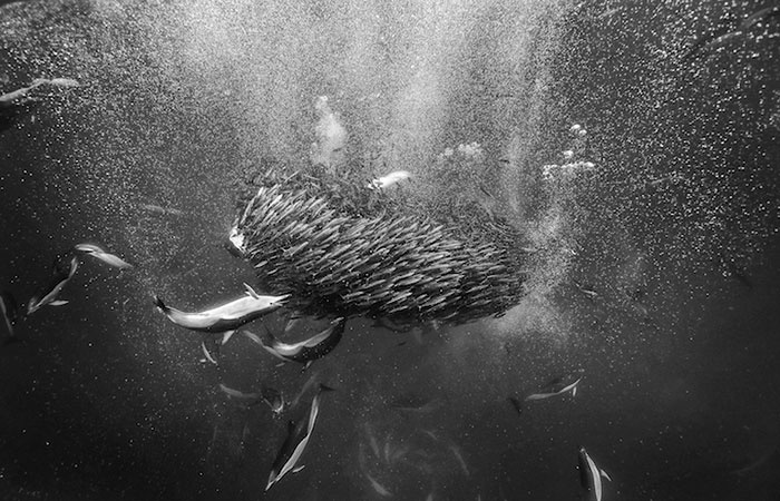 anh-dep-ca-voi-o-dai-duong-13