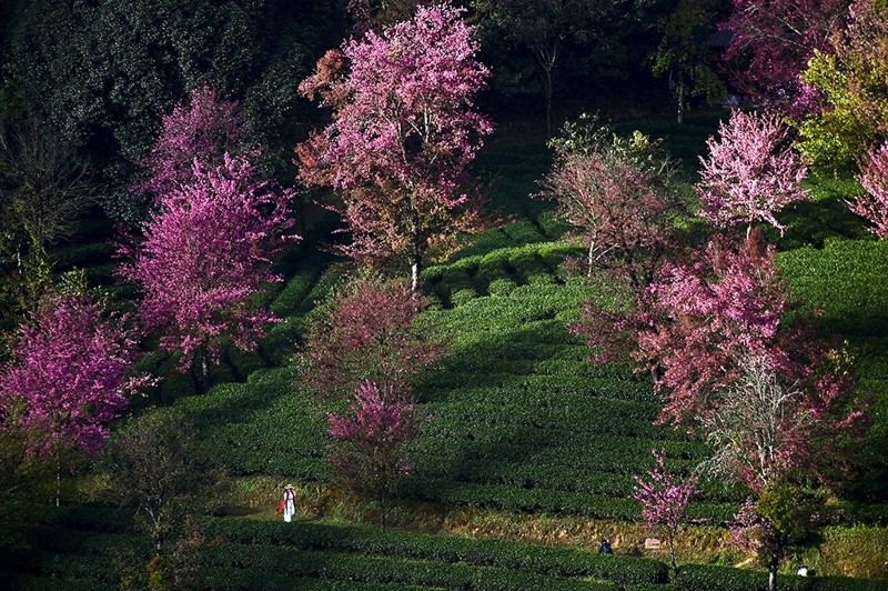 Ngắm cảnh đẹp hoa anh đào ở Vân Nam, Trung Quốc 1
