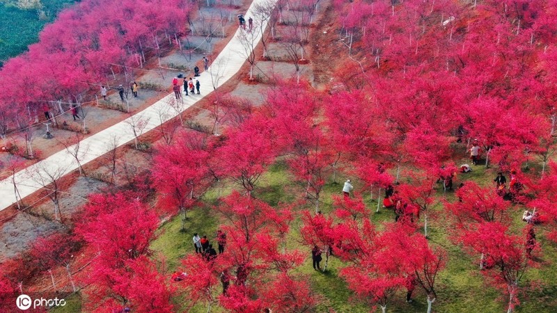 Ngắm cảnh đẹp hoa anh đào ở Vân Nam, Trung Quốc 3