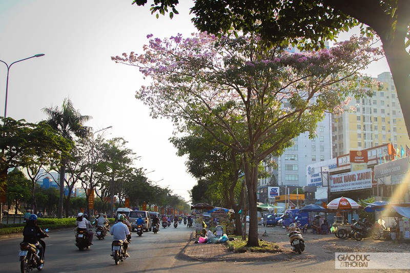 Cảnh đẹp hoa loa kèn hồng trên đường phố Sài Gòn