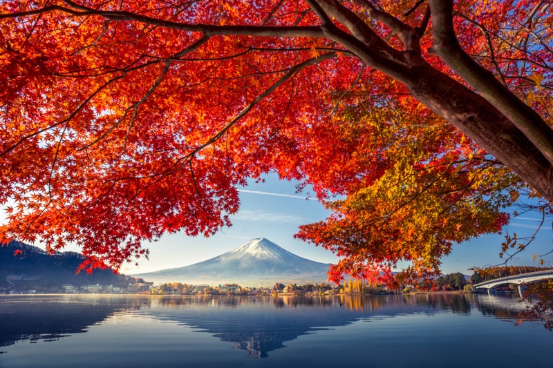 Ngắm cảnh đẹp mùa thu Nhật Bản ở hồ Kawaguchi 2021 