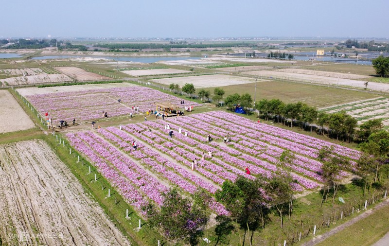 Cánh đồng hoa cánh bướm ở huyện Thạch Hà, Hà Tĩnh 3