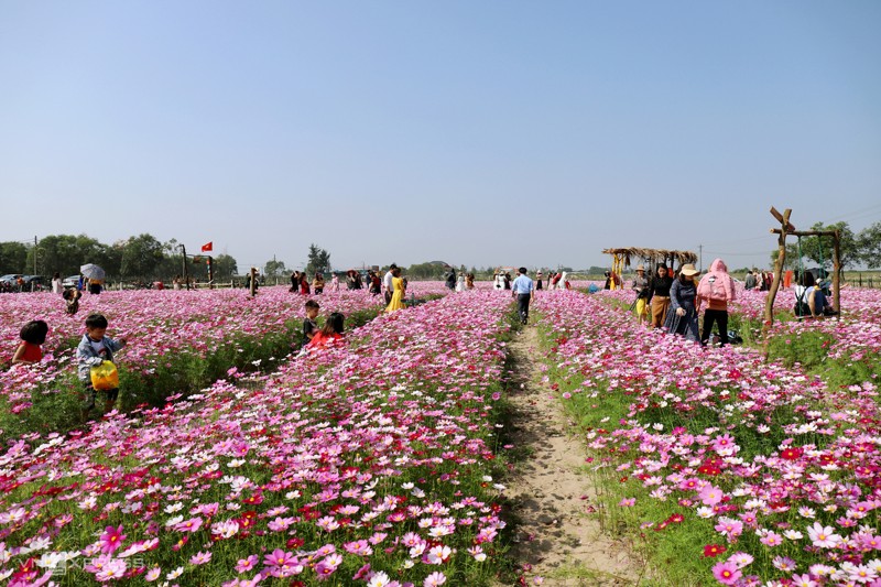 Cánh đồng hoa cánh bướm ở huyện Thạch Hà, Hà Tĩnh 5