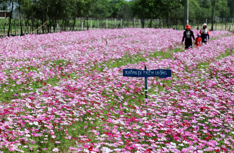 Cánh đồng hoa cánh bướm ở huyện Thạch Hà, Hà Tĩnh 6