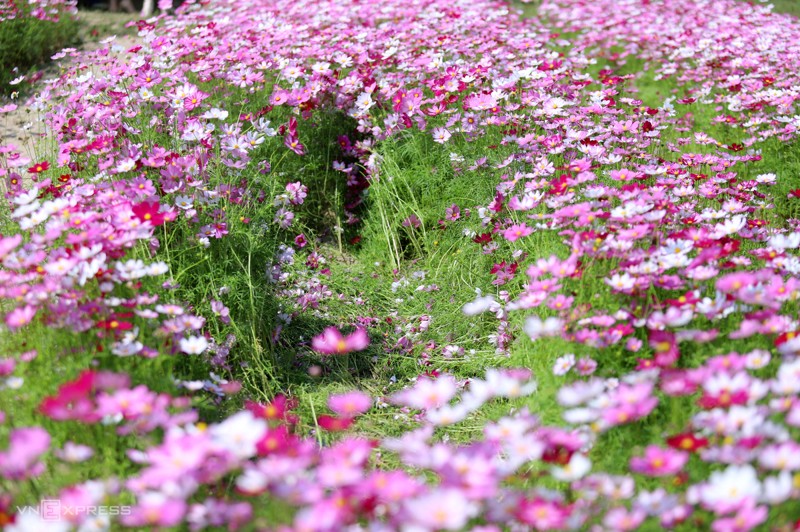 Cánh đồng hoa cánh bướm ở huyện Thạch Hà, Hà Tĩnh 9