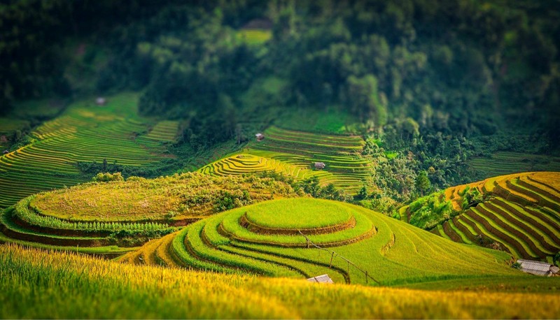 30 Hình nền cánh đồng lúa quê hương thơ mộng tuyệt đẹp  Hà Nội Spirit Of  Place