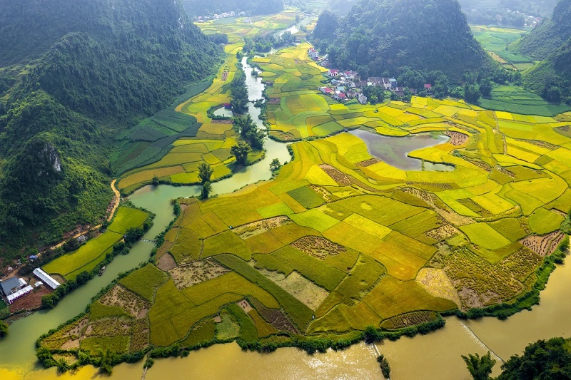 Cảnh đẹp Cao Bằng vào mùa gặt lúa 1