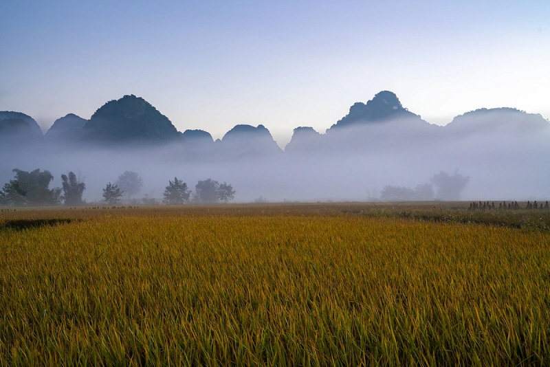 Cảnh đẹp Cao Bằng vào mùa gặt lúa 2