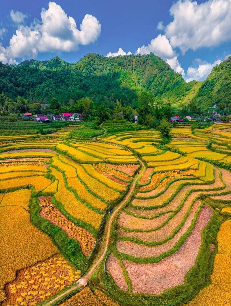 Cảnh đẹp Cao Bằng vào mùa gặt lúa 3