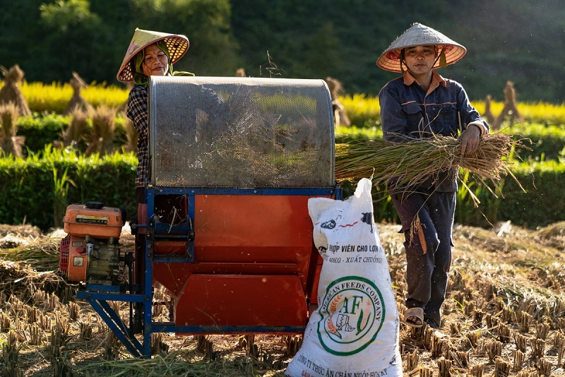 Cảnh đẹp Cao Bằng vào mùa gặt lúa 4