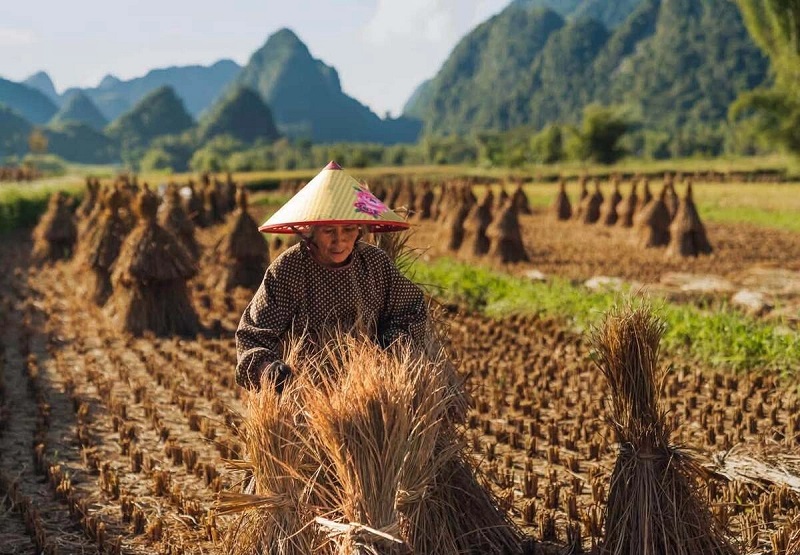 Cảnh đẹp Cao Bằng vào mùa gặt lúa 5 Cảnh đẹp Cao Bằng vào mùa gặt lúa 5