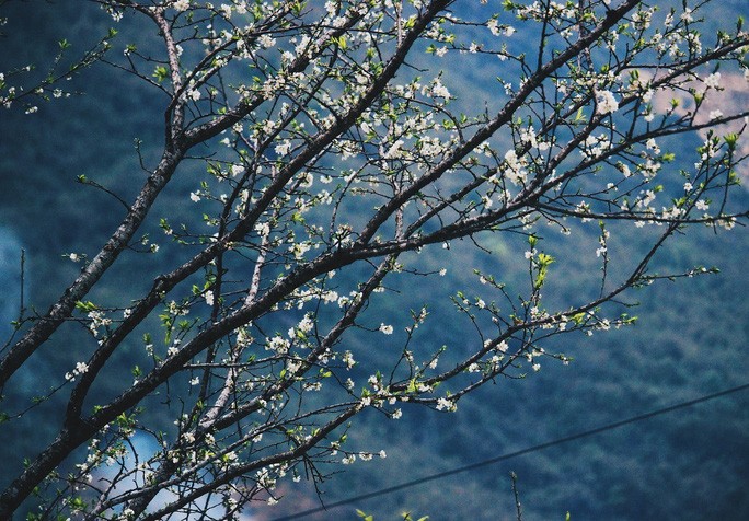 chum-anh-mua-hoa-dep-o-ha-giang-thang-03-2020-03 chum-anh-mua-hoa-dep-o-ha-giang-thang-03-2020-03