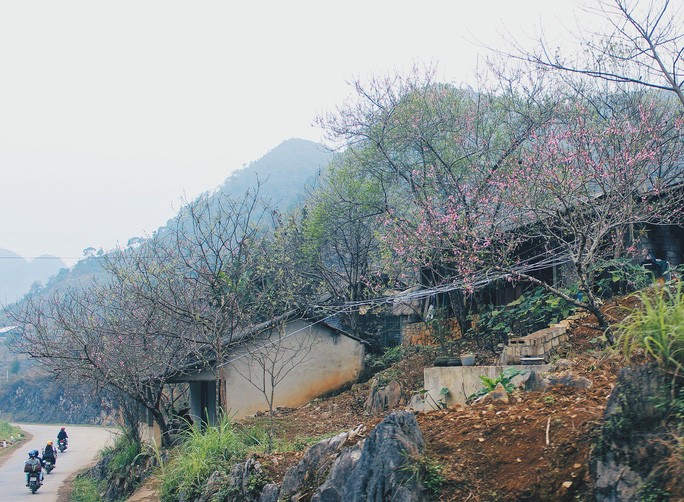 chum-anh-mua-hoa-dep-o-ha-giang-thang-03-2020-04 chum-anh-mua-hoa-dep-o-ha-giang-thang-03-2020-04