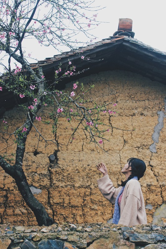 chum-anh-mua-hoa-dep-o-ha-giang-thang-03-2020-09 chum-anh-mua-hoa-dep-o-ha-giang-thang-03-2020-09