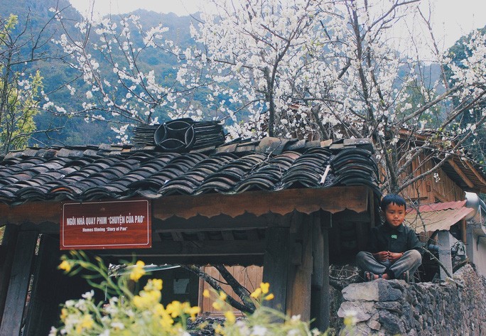 chum-anh-mua-hoa-dep-o-ha-giang-thang-03-2020-11 chum-anh-mua-hoa-dep-o-ha-giang-thang-03-2020-11