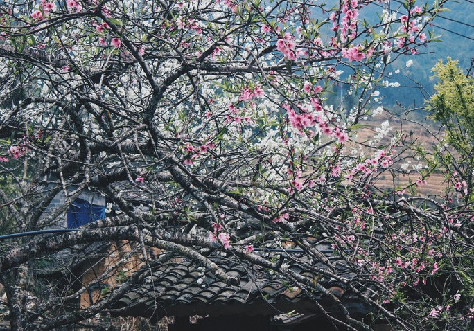 chum-anh-mua-hoa-dep-o-ha-giang-thang-03-2020-12 chum-anh-mua-hoa-dep-o-ha-giang-thang-03-2020-12