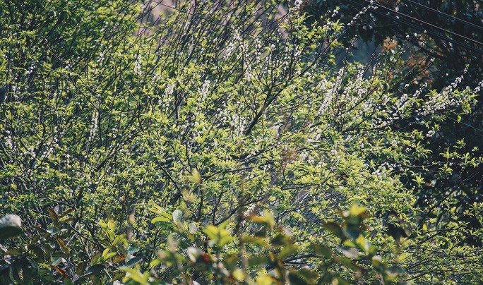 chum-anh-mua-hoa-dep-o-ha-giang-thang-03-2020-14 chum-anh-mua-hoa-dep-o-ha-giang-thang-03-2020-14