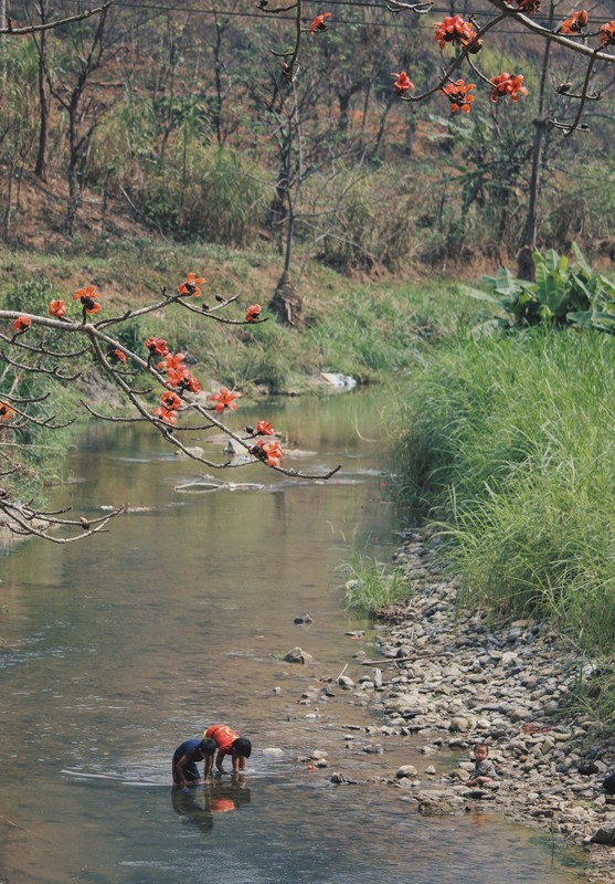 chum-anh-mua-hoa-dep-o-ha-giang-thang-03-2020-18 chum-anh-mua-hoa-dep-o-ha-giang-thang-03-2020-18