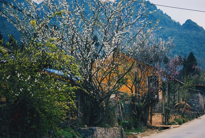 chum-anh-mua-hoa-dep-o-ha-giang-thang-03-2020-20 chum-anh-mua-hoa-dep-o-ha-giang-thang-03-2020-20