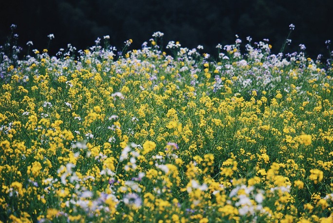 chum-anh-mua-hoa-dep-o-ha-giang-thang-03-2020-22 chum-anh-mua-hoa-dep-o-ha-giang-thang-03-2020-22