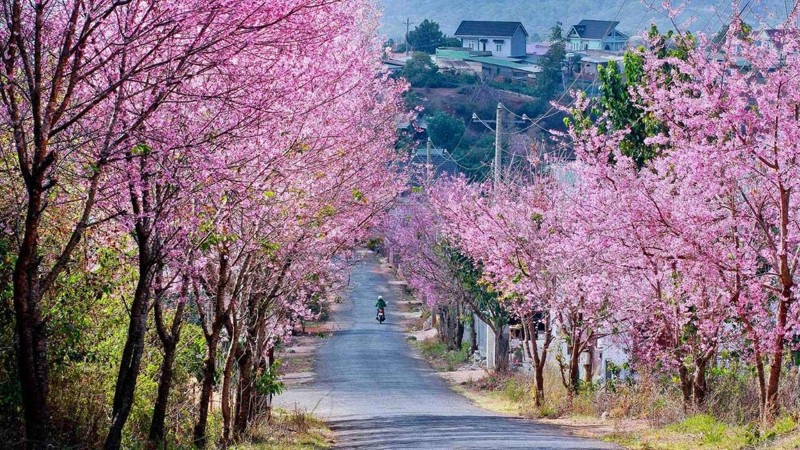 dốc Đa Quý Đà Lạt