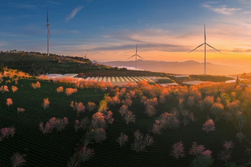 Ngắm cảnh đẹp hoa mai anh đào tại Đà Lạt 2026 1