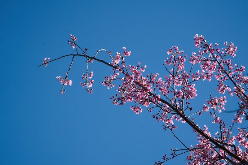 Hoa mai anh đào tại Đà Lạt