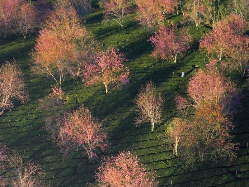 Hoa mai anh đào tại đồi chè Cầu đất - Đà Lạt