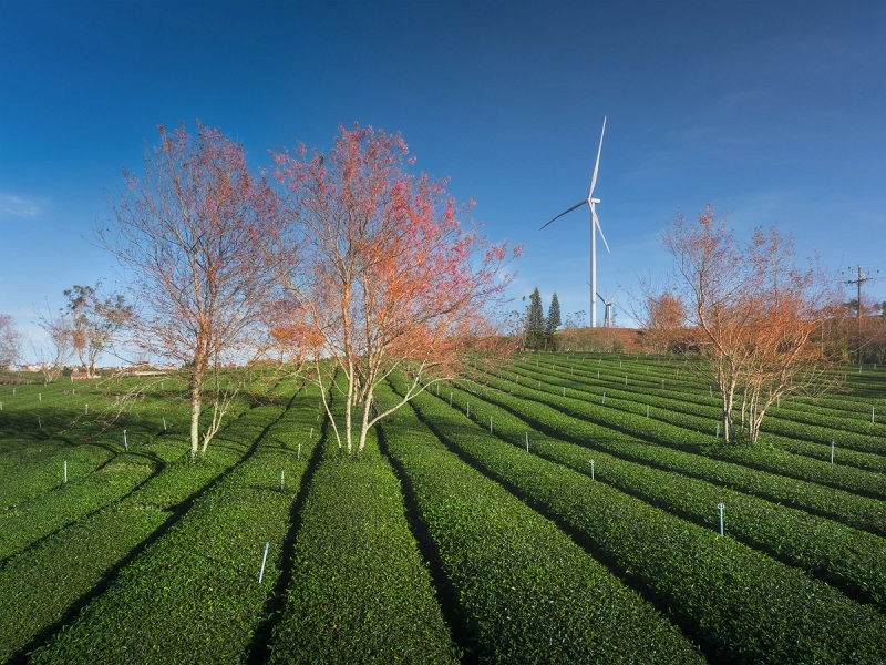 Ngắm cảnh đẹp hoa mai anh đào tại Đà Lạt 2026 2