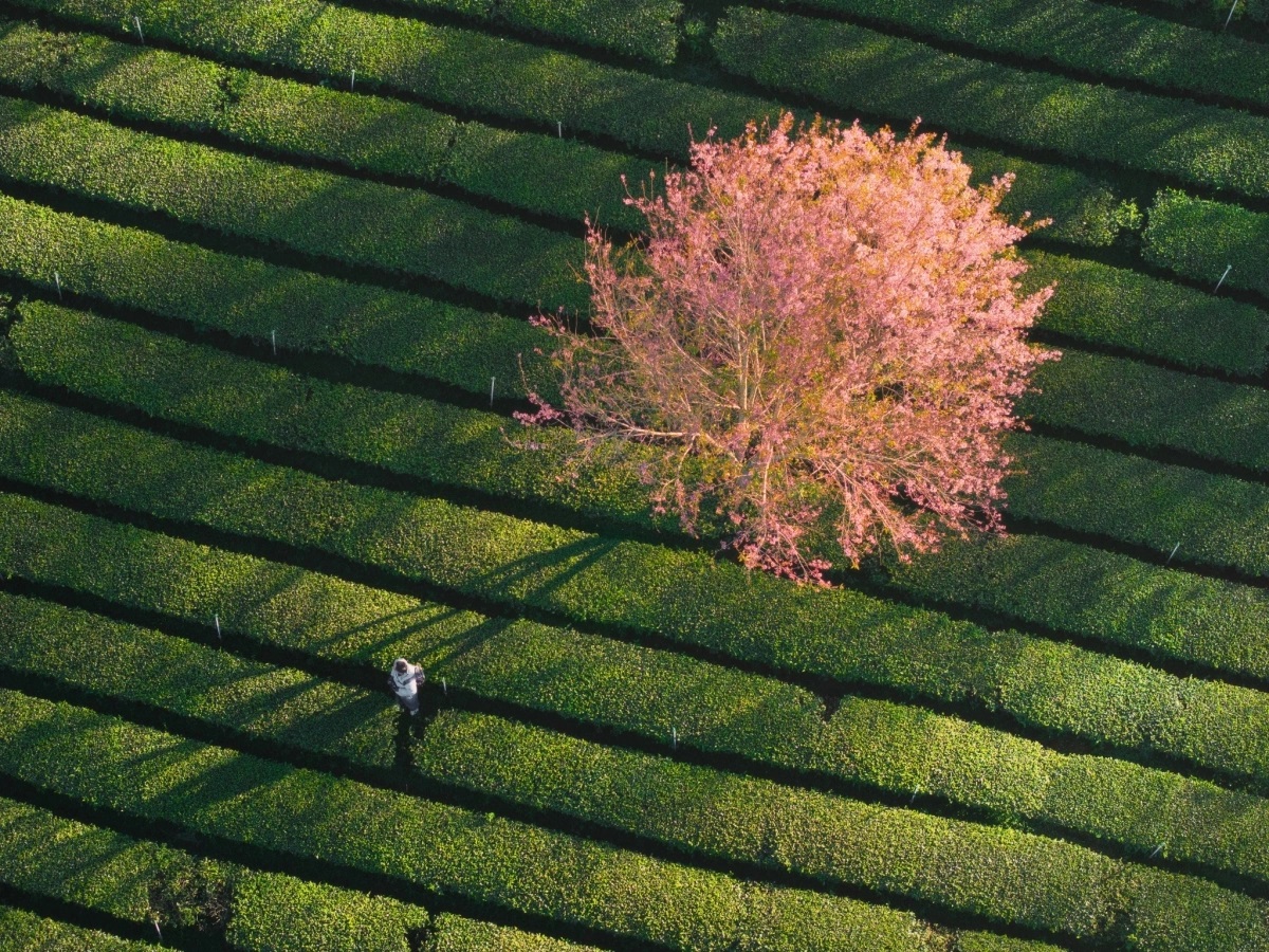 Ngắm cảnh đẹp hoa mai anh đào tại Đà Lạt 2026 3 Ngắm cảnh đẹp hoa mai anh đào tại Đà Lạt 2026 3