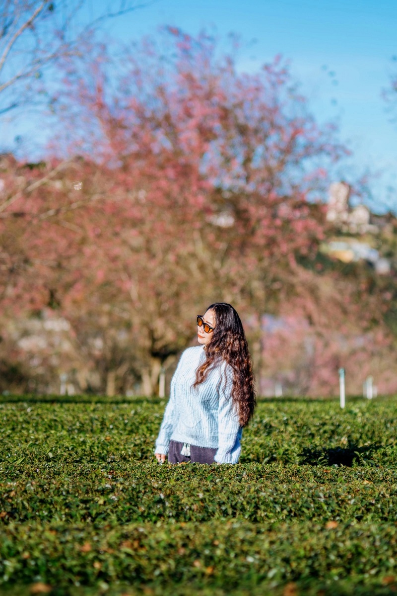 Ngắm cảnh đẹp hoa mai anh đào tại Đà Lạt 2026 5