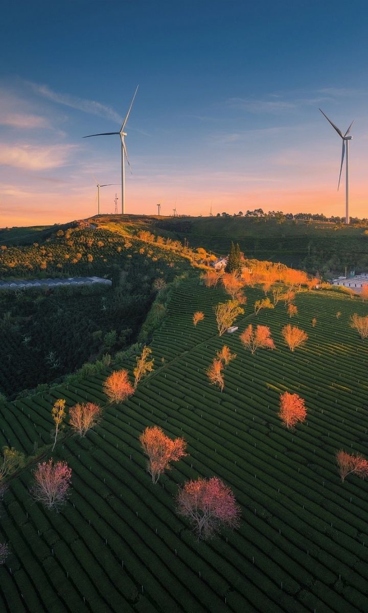 Ngắm cảnh đẹp hoa mai anh đào tại Đà Lạt 2026 6