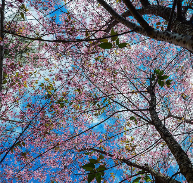 hoa-mai-anh-dao-o-da-lat-03