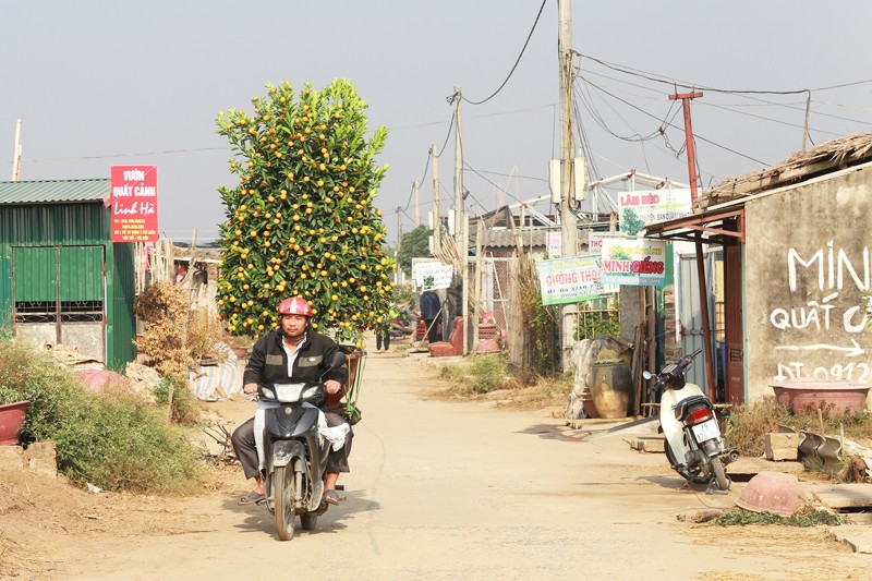 lang-quat-canh-tu-lien-05 lang-quat-canh-tu-lien-05