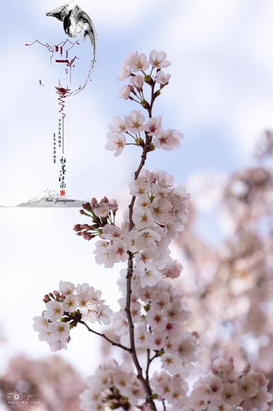 Chiêm ngưỡng mùa hoa Anh Đào ở Hàn Quốc 2 Chiêm ngưỡng mùa hoa Anh Đào ở Hàn Quốc 2