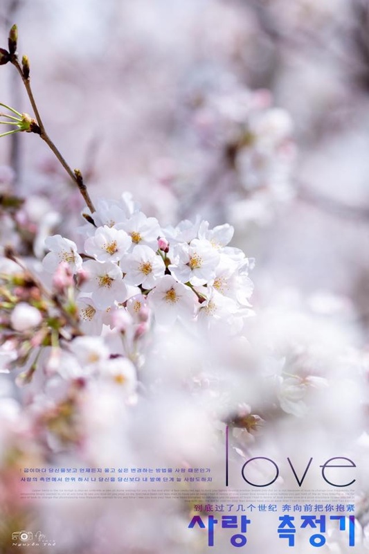 mua-hoa-anh-dao-han-quoc-2020-03 mua-hoa-anh-dao-han-quoc-2020-03