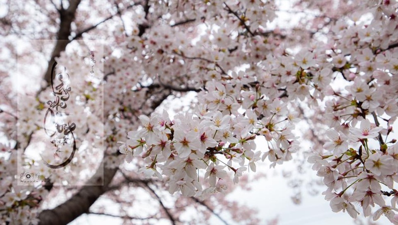 mua-hoa-anh-dao-han-quoc-2020-04 mua-hoa-anh-dao-han-quoc-2020-04