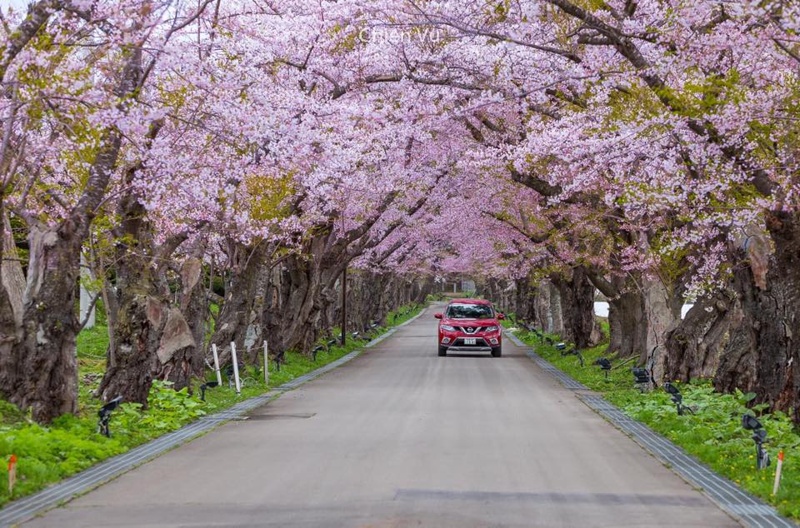 mua-hoa-anh-dao-han-quoc-2020-05 mua-hoa-anh-dao-han-quoc-2020-05