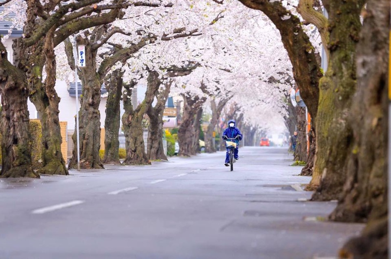 mua-hoa-anh-dao-han-quoc-2020-06 mua-hoa-anh-dao-han-quoc-2020-06