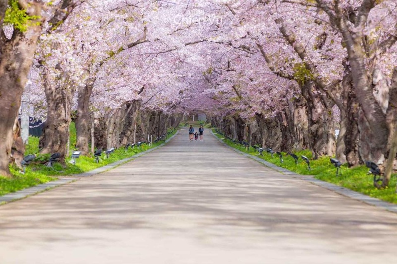 mua-hoa-anh-dao-han-quoc-2020-07 mua-hoa-anh-dao-han-quoc-2020-07