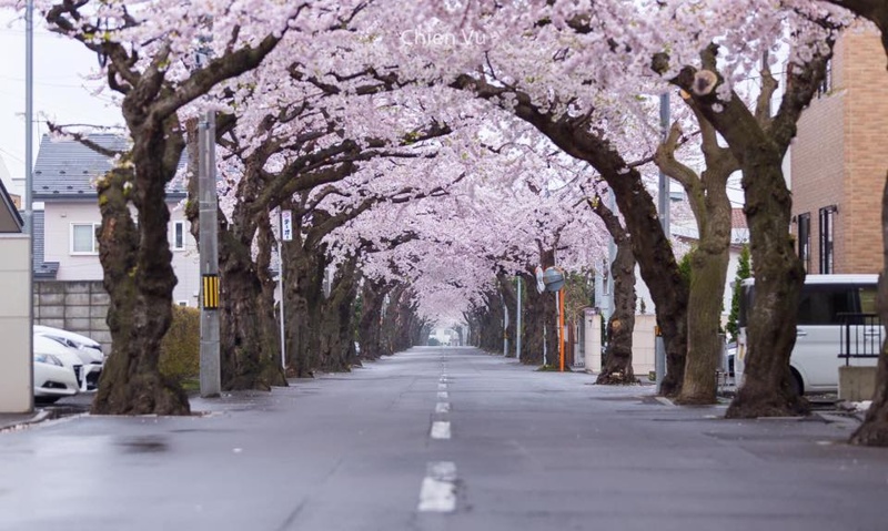 mua-hoa-anh-dao-han-quoc-2020-08 mua-hoa-anh-dao-han-quoc-2020-08