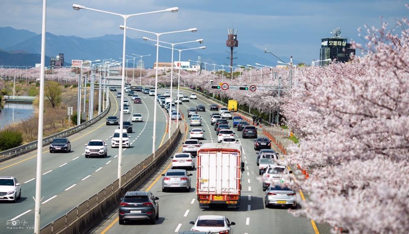 mua-hoa-anh-dao-han-quoc-2020-10 mua-hoa-anh-dao-han-quoc-2020-10