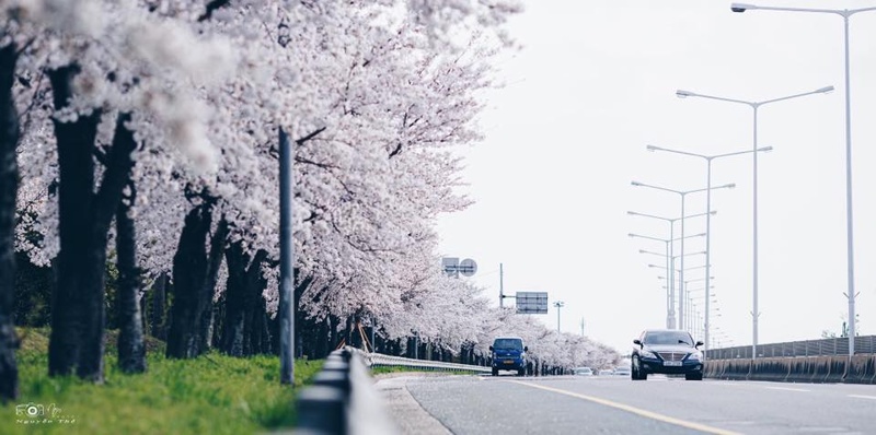 mua-hoa-anh-dao-han-quoc-2020-11 mua-hoa-anh-dao-han-quoc-2020-11